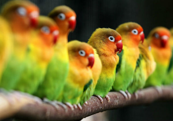 2011092331pajaros5_g.jpg